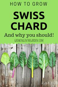 How to grow swiss chard and why you should