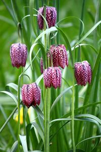 Fritillaria meleagris. Ahaa! so this is what bloomed in my garden this spring :) Its not a weed after all! good thing I didn't pull it out.