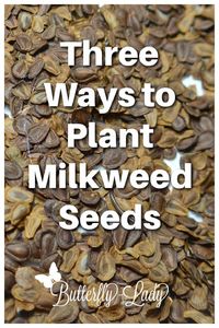 Learn 3 different ways you can cold-stratify native milkweed seeds.