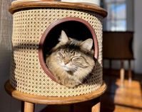 MCM Cat House Table - Etsy