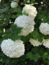 Viburnum- Snowball