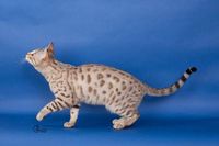 Champion WildWoodBengals Mystik Mirage Seal Mink Spotted Tabby