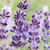 'Hidcote' is a compact English Lavender that grows only 18-24 inches tall, with highly fragrant, deep purple-blue flowers. Excellent for both fresh and dried bouquets, this lavender attracts bees and butterflies but repels deer and rabbits. Perfect for hot, dry sites and drought tolerant once established. Great choice for container plantings. (Lavandula angustifolia)