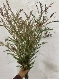 Fresh grevillea bunch. Please cut stems when greenery arrives and put it in a bucket with water until the day ready to use.