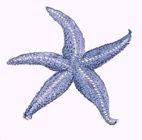 starfish drawings and paintings | ... painted tile,cape cod ...