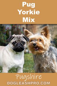 Pug Yorkie Mix: Pugshire Complete Guide