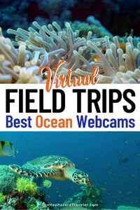 Looking for virtual field trips and ways to keep young minds busy? Take an aquarium virtual field trip with ocean live feeds & webcams! These are the best ocean virtual field trips for kids, homeschooling, and teacher resources. See jellyfish & sea otters at Monterey Bay Aquarium, penguins at Aquarium of the Pacific, manatees & corals in Florida, a kelp forest in California, Beluga whales in Manitoba, whale sharks in the Georgia Aquarium & more! #onlinelearning #homeschool #homeschoolactivities