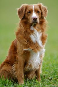 40 Best Medium Sized Dog Breeds - List of Popular Cute Medium Sized Dogs for Families