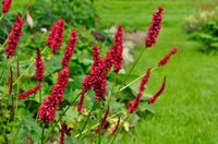 persicaria ampl fat domino