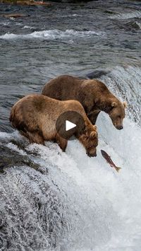 1.8K reactions · 110 shares | This place has one of the highest concentration of grizzly bears in the world. 🐻⁣
⁣
📍 Katmai National Park, Alaska⁣
⁣
Getting to Katmai isn’t easy- you have to first get to Anchorage, then take a flight to the itty bitty town of King Salmon ✈️, and finally, take either a water taxi or float plane to the national park 🛥️. ⁣
⁣
But the challenging logistics (and 💰💰💰) are totally worth it once you get to hang out with the park’s 2,200 brown bears. Katmai is one of the only places on the planet that grizzly bears, who are usually quite territorial, peacefully hunt side-by-side, due to the sheer volume of salmon and other food resources here.  It’s no wonder that @natgeo named bear viewing at Katmai the #4 coolest travel adventure in the WORLD for 2024! 🌎⁣
⁣
