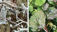 Everything You Should Know About Powdery Mildew - FineGardening