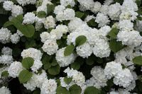 Japanese Snowball, 1 Gallon Potted Plant, Viburnum plicatum, White Flowers, Landscaping, Healthy Pla