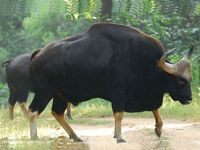 Chandra Prabha Sanctuary - in Uttar Pradesh, India