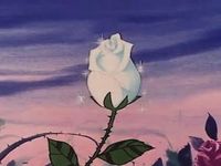 blooming cartoon rose flowers animated cartoons animation rose