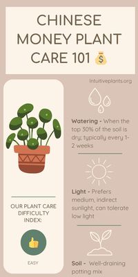 Want a lush, green Money Plant? Our infographic breaks down everything you need to know about Pilea Peperomioides care. From lighting 💡 and watering 🚿 tips to the ideal soil composition 🪴, caring for your Money Plant has never been easier. Don't forget to pin this visual guide for later and share it with your friends!