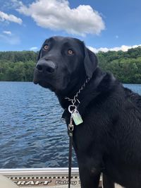 1.5 Year Old Black Lab