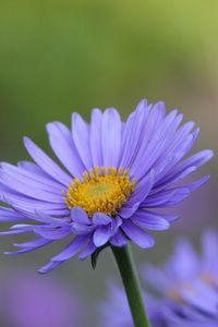 Alpine aster