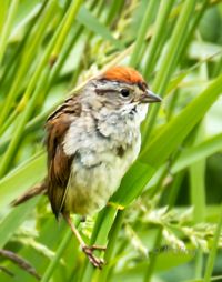 Swamp Sparrow