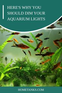 Adding lights to your aquarium can help create a more vibrant and colorful environment for your fish. Aquarium lights can be dimmed to give your fish a more relaxing and enjoyable experience. Dimming the lights can be done in a few different ways, depending on the light fixture used. Read through this article to know ways, reasons, benefits, and factors of dimming aquarium lights. #aquariumlights #aquariumcare