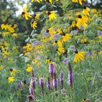 Ratibida pinnata (Yellow Coneflower)