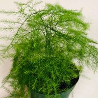 The Plumosa Fern, also known as Asparagus Setaceus, is a lush, evergreen plant with delicate, feathery foliage that adds a touch of elegance to any indoor space. Known for its soft, fern-like leaves, it is actually part of the Asparagaceae family and not a true fern. This plant thrives in moderate indoor conditions, making it a favorite among houseplant enthusiasts. Place your Plumosa Fern in living rooms, offices, or bathrooms where it can receive ample indirect light and benefit from higher humidity levels. It pairs beautifully with other indoor plants, creating a lush, tropical look. Its delicate foliage also makes it a perfect addition to hanging baskets or plant stands.d Light Requirements: Prefers bright, indirect light or dappled sunlight. Direct sunlight can scorch the leaves, caus