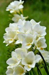 Freesia 2 | John Thompson | Flickr