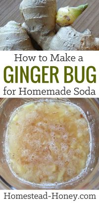 A ginger bug is a natural ferment that can be used as a starter culture for homemade sodas, ginger ale, or root beer. Using just three ingredients - organic ginger, sugar, and water - I'll teach you how to make a ginger bug at home. | Homestead Honey #fermentation #homemadesoda #recipe