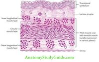 Urinary Bladder Trigone Anatomy - Anatomy Study Guide