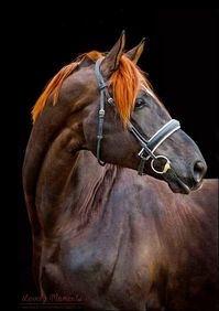 Fürst Nymphenburg II: Champion Hanoverian with lovely dark coat and flame red mane. (Florencio I x Donner de Nero)