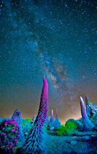 milky way over tajinaste Teide National Park Spain