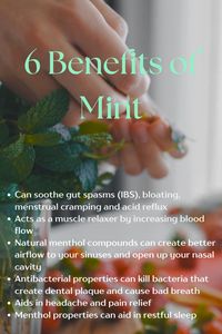 Mint tea can soothe gut spasms (IBS), bloating, menstrual cramping and acid reflux. The natural occurring menthol can also create better airflow to your sinuses and open up your airways. Its antibacterial properties can kill bacteria that create dental plaque that cause bad breath as well. It can aid in headache relief and act as a muscle relaxer and pain reliever as it increases blood flow. It is also great before bed because its menthol properties can aid in a restful sleep. Click on my Amazon associate link for your mint supplement!