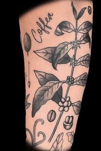 Black and grey coffee (coffea is the name of the genus) plant with beans and script "coffea"