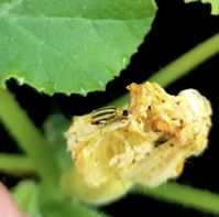 How to Get Rid of Cucumber Beetles - Thistle Downs Farm