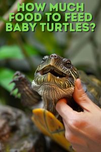 Essential baby turtle feeding guide! Learn the correct quantities of food necessary for baby turtles and the best feeding practices to nurture your growing pet.