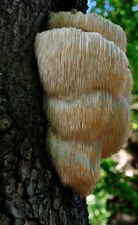 Lion's Mane Mushroom (Hericium Erinaceus) is an edible mushroom and medicinal mushroom ~ By Jan Visser Renkum