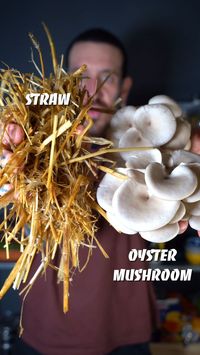 The great thing about growing mushrooms is that you can do it indoor or outdoor no matter where you live! 1) Pasteurise the substrate to remove competing organisms 2) Thoroughly mix the spawn to ensure quick growth 3) Cut grow holes which also allow oxygen for growth 4) Incubate at 23degrees to allow the mycelium to gather nutrients 5) Move to fruiting by providing the correct conditions to trigger growth 6) choose the right moment to harvest and then enjoy your mushrooms