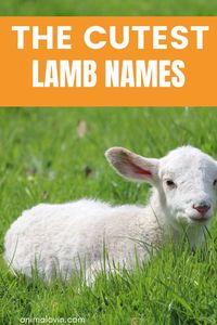 The lambing season comes with its fair share of long night, but there's also the fun part of choosing baby lamb names. Here's a long list of baby lamb names you will love.good lamb names. cute lamb names.Sheep Farm.Sheep And Lamb. Sheep names. lamb names.funny lamb names