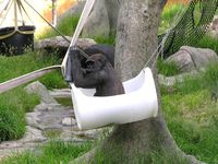 Source: Gorilla Keeper Enrichment, Facebook