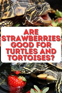 Turtle basking platform insights: Discover if can turtles & tortoises eat strawberries. A colorful guide for pet owners interested in can turtles & tortoises eat fruits. Perfect for a nutritious diet exploration.

