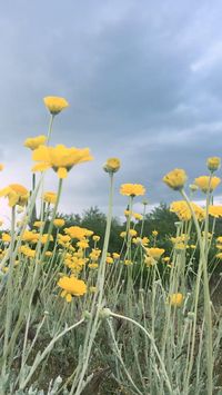 Early spring thunderstorm with wildflowers swaying in the wind and light rain in the desert.  #wildflowers #thunderstorm #springtime #calming #southwest #rain #Arizona #nature