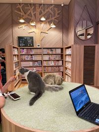 cat cafe, cats, cute cats, cat cafe in japan, osaka, japan, tokyo, kyoto, adorable cats, manga cat cafe, manga, fluffy cats