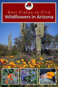 Best places to see wildflowers in Arizona from Phoenix Arizona to Tucson Arizona. Arizona wildflowers come in a variety of colors including orange, red, and yellow. Watch for wildflowers on Arizona hiking trails and during other Arizona hikes. Look for wildflowers during the superbloom on Arizona travel road trips or other Arizona travel during your Arizona vacation. #phoenix #tucson #arizona #scottsdale #us #usa #ustravel