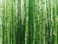 Bamboo1