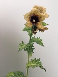 My henbane in bloom (Hyoscyamus niger)