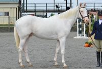 gelding | USA | 2014 | by Banachek out of Pamela's Pet #thoroughbred #gelding #dominantwhite #colouredthoroughbred #whitethoroughbred