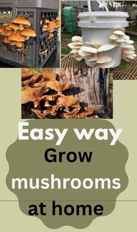 Growing Chest mushrooms at home is an easy task with the right substrate and methods. This is for mushroom lovers.