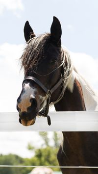 RAMM Flex Fence is specifically designed for #horses and is made “for the horse owner - by the horse owner” to be a safer, low-maintenance alternative to traditional horse fencing systems. Made of three 12.5-gauge galvanized high-tensile wires that are molecularly bonded to a polyolefin plastic, it can flex up to 6"-8" on impact and then return to shape!