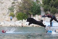 diving Newfie