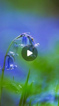 Joshua Earle on Instagram: "💜 Save this post for your next Scotland trip! Could this be the prettiest walk in Scotland right now? An absolutely magical bluebell forest, found just over an hour from Edinburgh. They only last for a few weeks after blooming, so don’t miss your chance to see this stunning natural wonder.

#bluebells #bluebellwoods #bluebellseason #scotland #highlands #kinclavenbluebellwood #kinclaven #spring #springflowers"