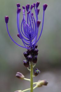 Muscari comosum